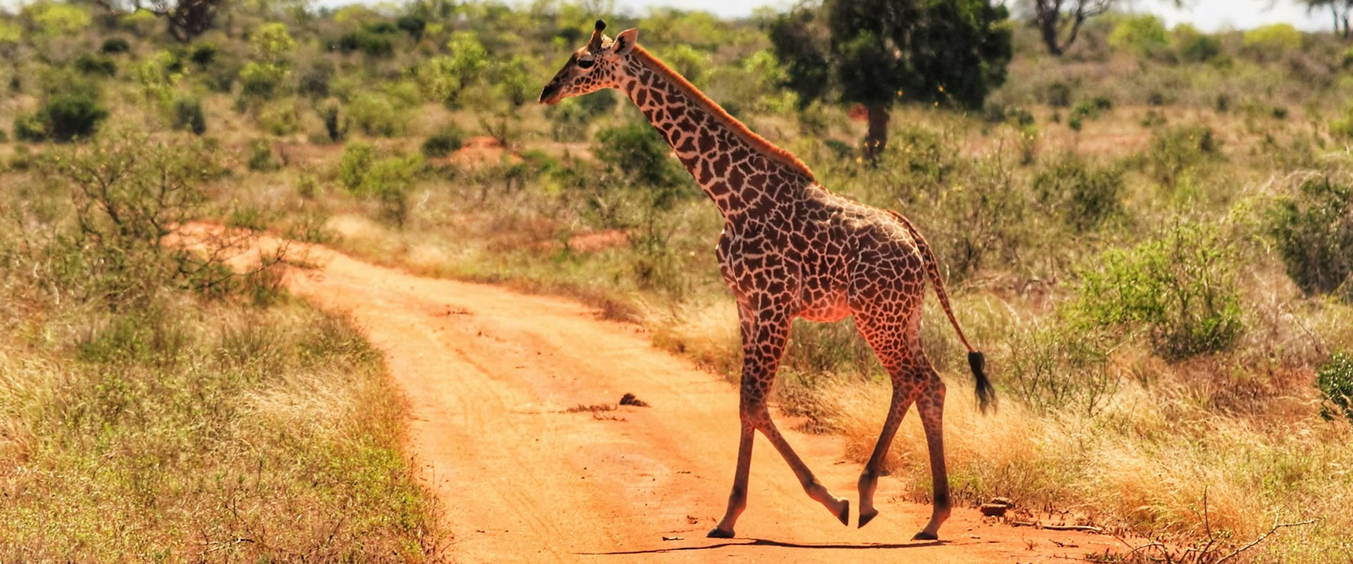 Amboseli – Tsavo East
