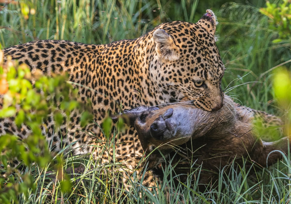 Aberdares – Masai Mara